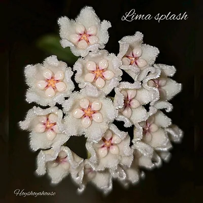 Hoya lima Splash, Bewurzelte Pflanze