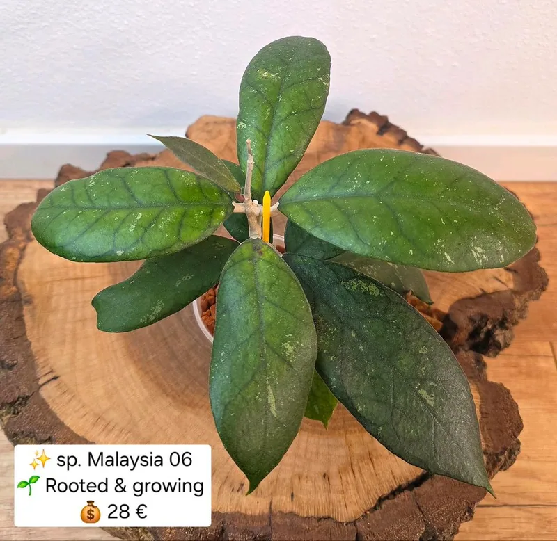 Hoya sp. Malaysia 06, Bewurzelte Pflanze