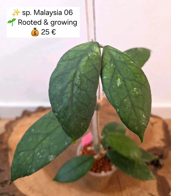 Hoya sp. Malaysia 06, Bewurzelte Pflanze