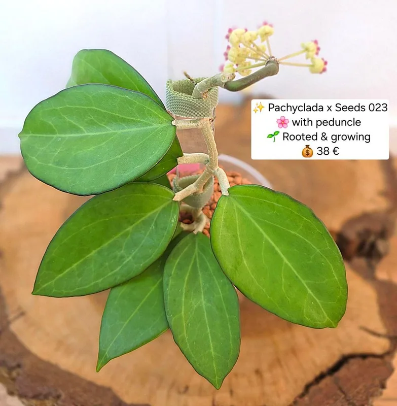 Hoya pachyclada x Seeds 023, Bewurzelte Pflanze