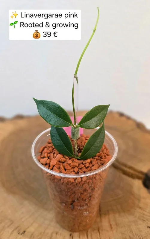 Hoya linavergarae Pink, Bewurzelte Pflanze
