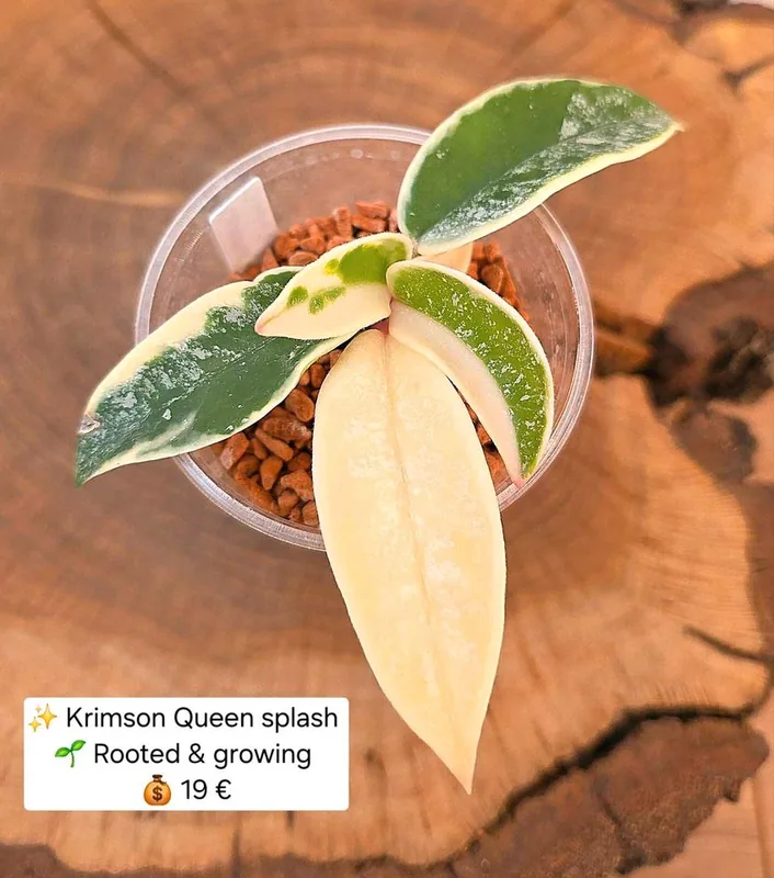 Hoya krimson Queen Splash, Bewurzelte Pflanze