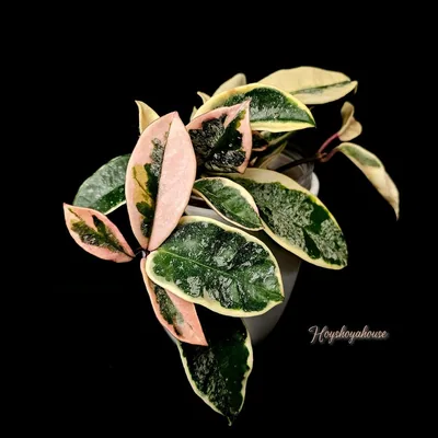 Hoya krimson Queen Splash, Bewurzelte Pflanze