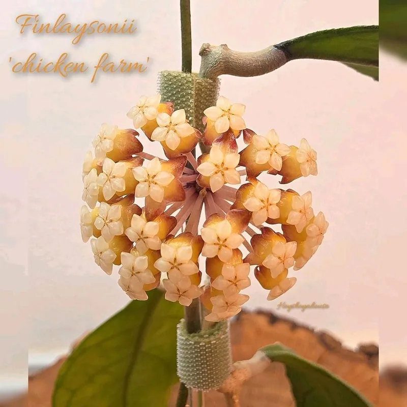 Hoya finlaysonii 'Chicken Farm', Steckling