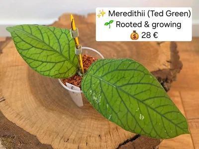 Hoya meredithii (Ted Green), Steckling