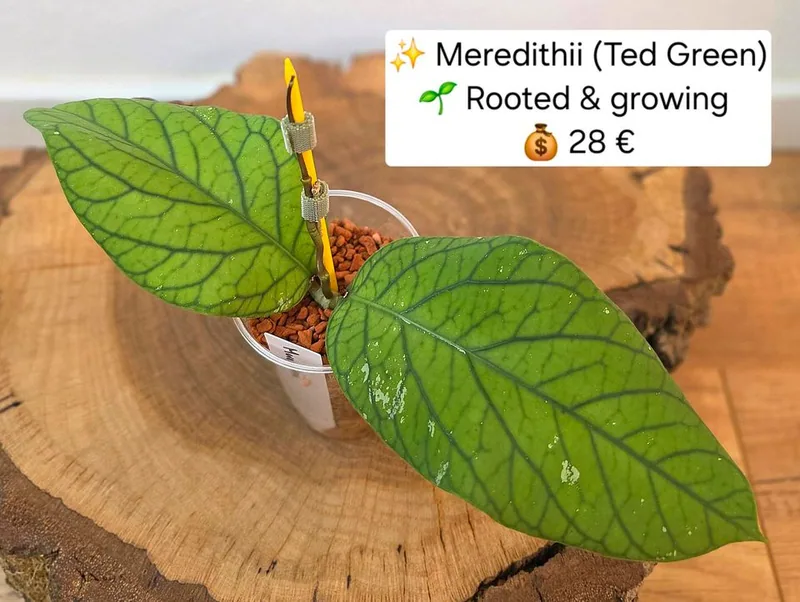 Hoya meredithii (Ted Green), Steckling