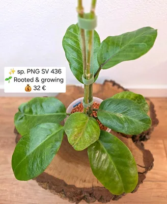 Hoya PNG SV 436, Steckling