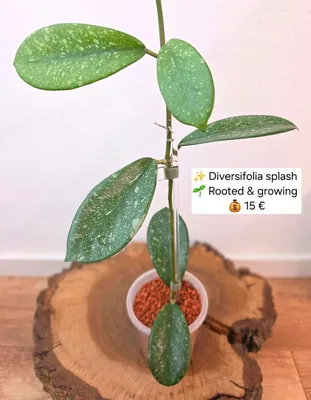 Hoya diversifolia Splash, Bewurzelte Pflanze