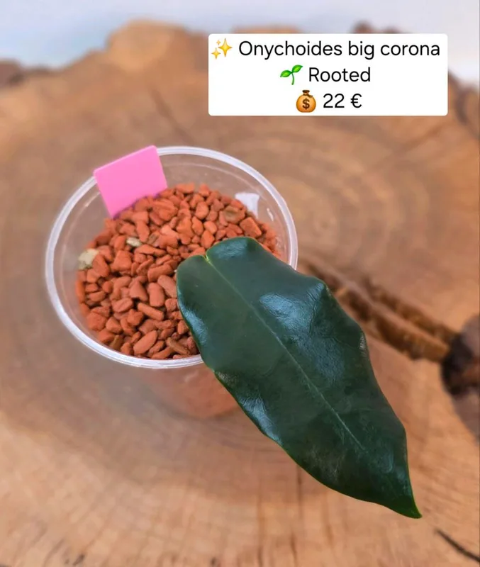 Hoya onychoides BIG Corona, Bewurzelte Pflanze