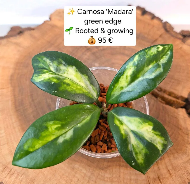 Hoya carnosa 'Madara' Green Edge, Bewurzelte Pflanze