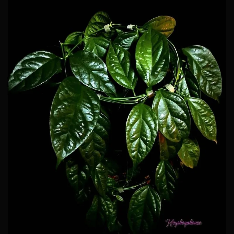 Hoya phyllura (ex. Linusii), Steckling