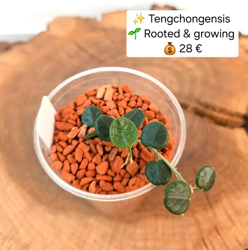 Hoya tengchongensis, Bewurzelte Pflanze
