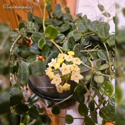 Hoya tengchongensis, Bewurzelte Pflanze
