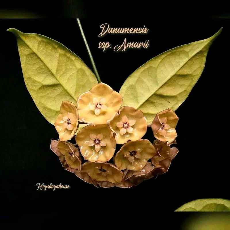 Hoya danumensis ssp. Amarii, Bewurzelte Pflanze