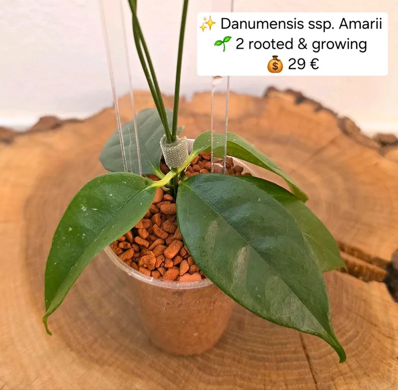 Hoya danumensis ssp. Amarii, Bewurzelte Pflanze
