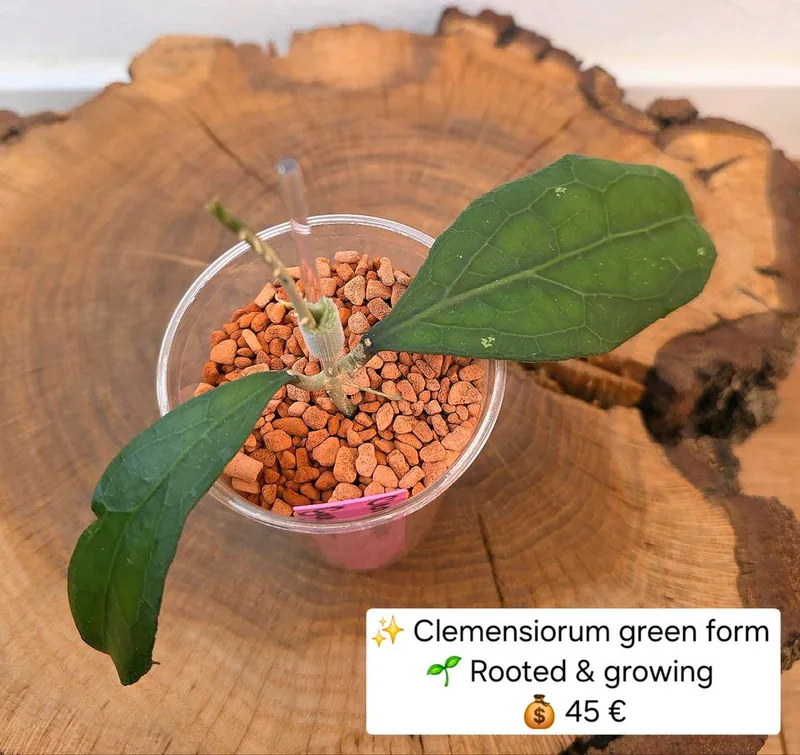Hoya clemensiorum Green Form, Bewurzelte Pflanze