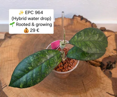 Hoya EPC 964 (Hybrid Water Drop), Steckling