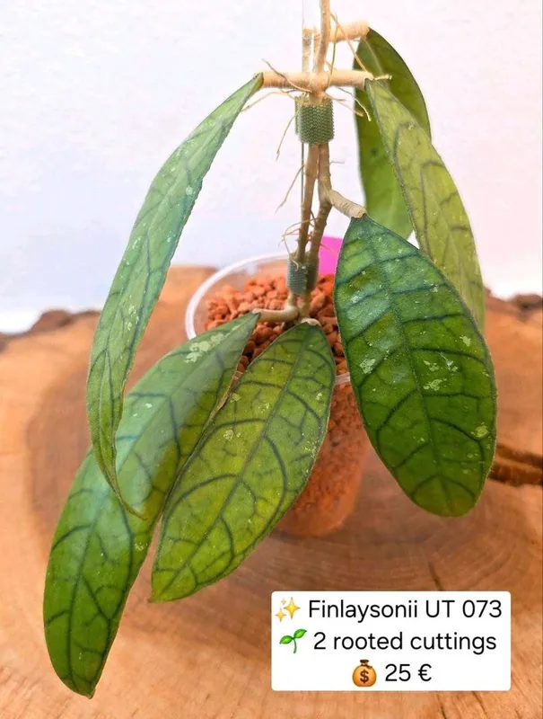 Hoya finlaysonii UT 073, Bewurzelte Pflanze