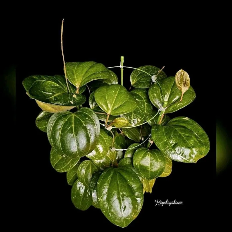 Hoya sp. Sarawak, Bewurzelte Pflanze