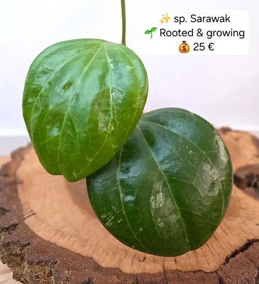 Hoya sp. Sarawak, Bewurzelte Pflanze
