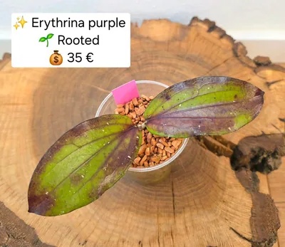 Hoya erythrina Purple, Steckling