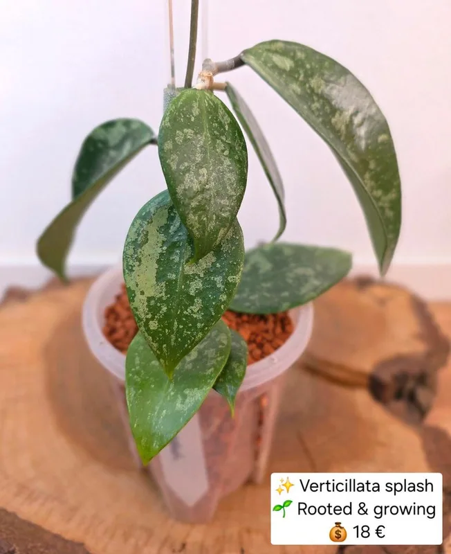 Hoya verticillata Splash, Bewurzelte Pflanze