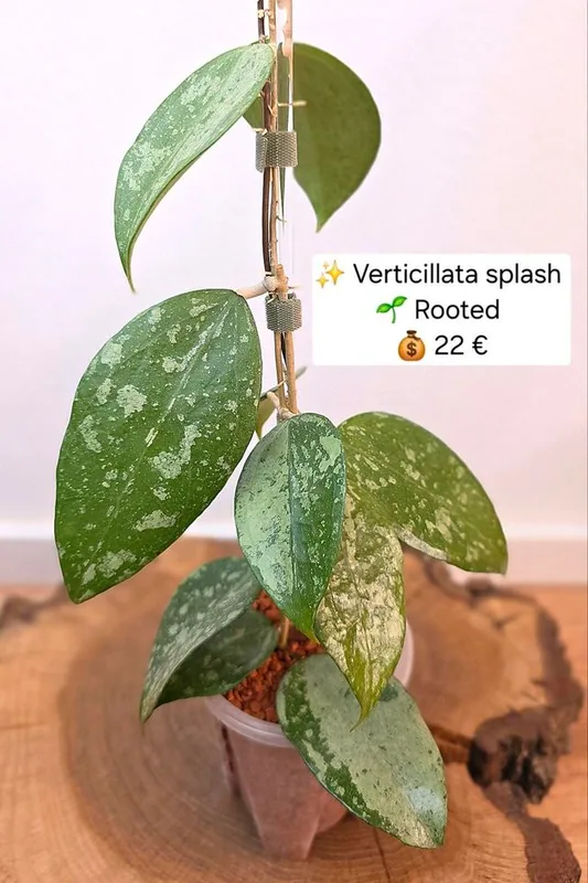 Hoya verticillata Splash, Bewurzelte Pflanze