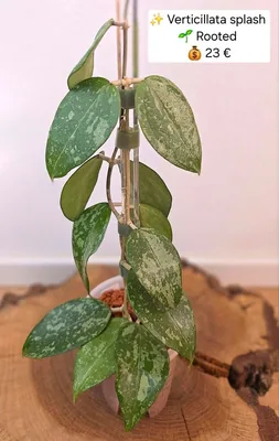 Hoya verticillata Splash, Bewurzelte Pflanze