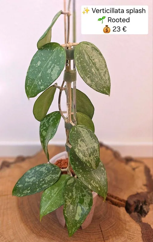 Hoya verticillata Splash, Bewurzelte Pflanze