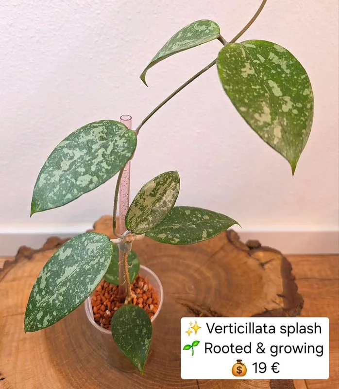 Hoya verticillata Splash, Bewurzelte Pflanze