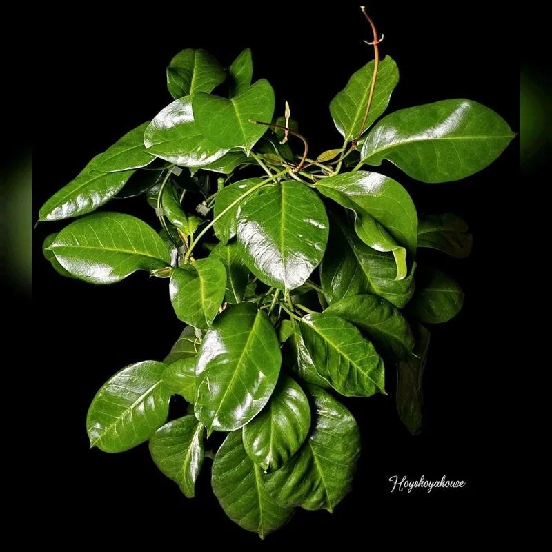 Hoya PNG SV 436, Bewurzelte Pflanze