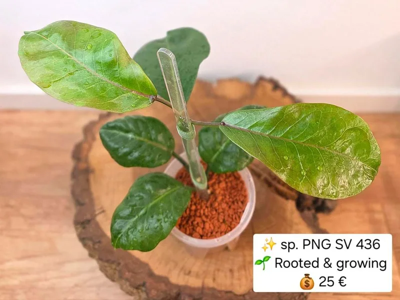 Hoya PNG SV 436, Bewurzelte Pflanze