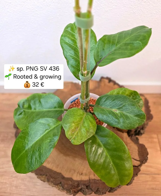 Hoya PNG SV 436, Bewurzelte Pflanze