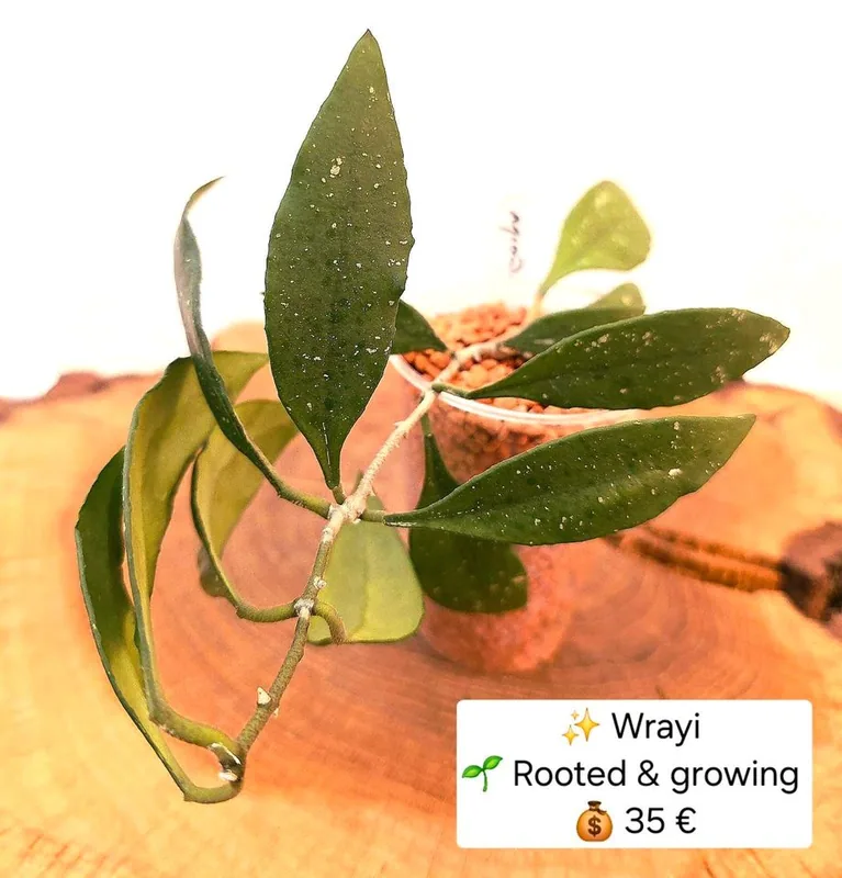 Hoya wrayi, Bewurzelte Pflanze