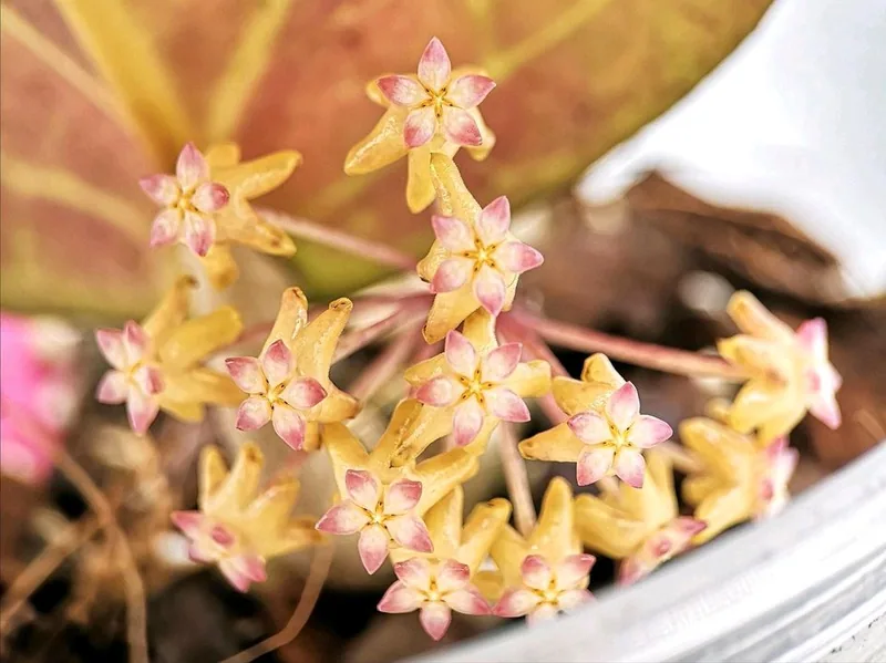 Hoya seeds 002, Bewurzelte Pflanze