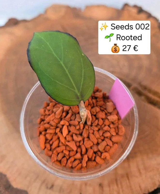 Hoya seeds 002, Bewurzelte Pflanze