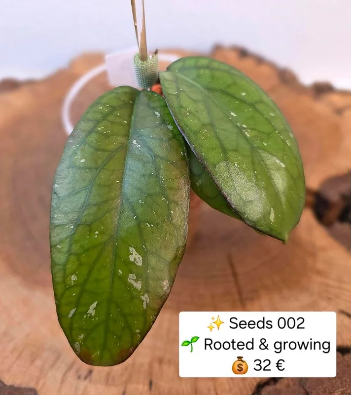 Hoya seeds 002, Bewurzelte Pflanze