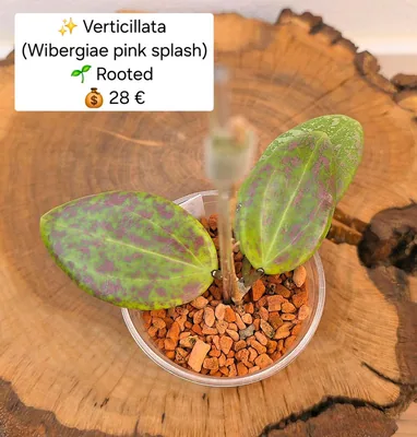 Hoya verticillata (Wibergiae Pink Splash) Wunderschön, Steckling