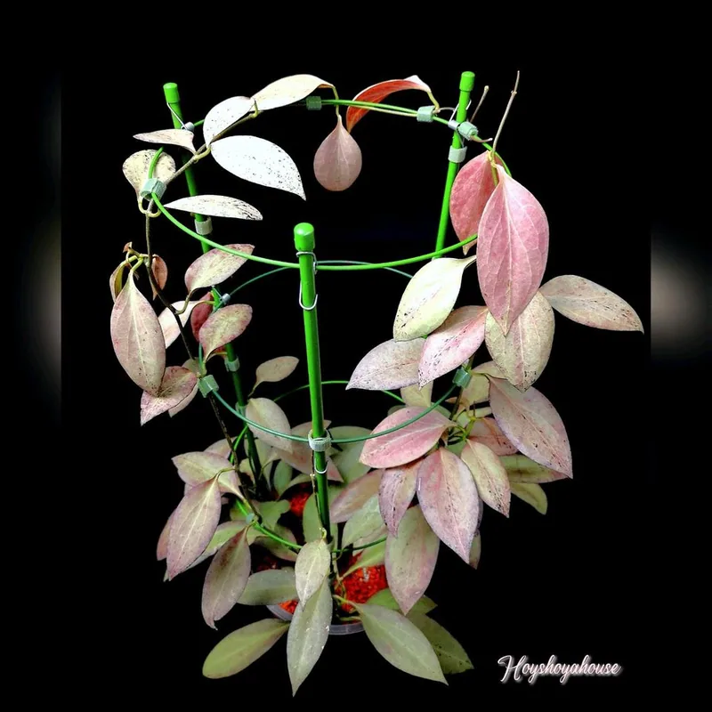 Hoya nicholsoniae NEW Guinea Ghost, Bewurzelte Pflanze
