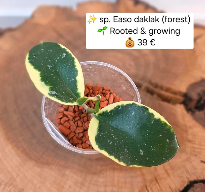 Hoya sp. Easo Daklak (Forest), Steckling