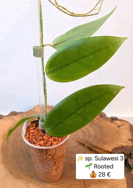 Hoya sp. Sulawesi 3, Bewurzelte Pflanze