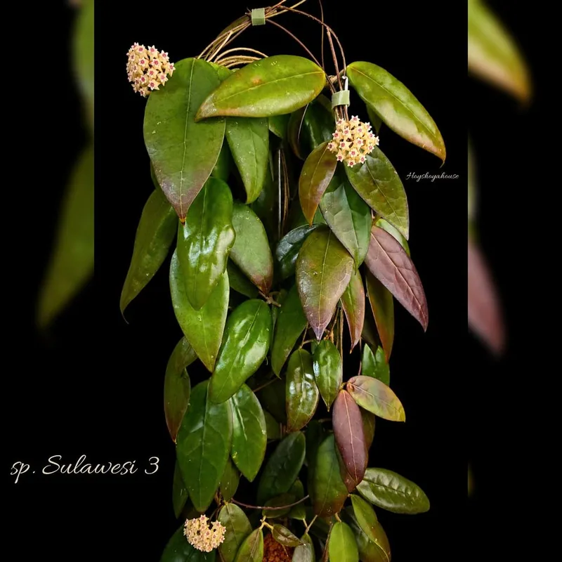Hoya sp. Sulawesi 3, Bewurzelte Pflanze
