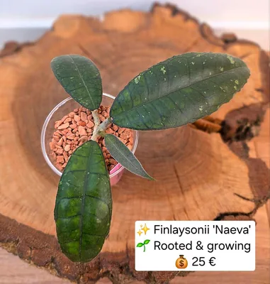 Hoya finlaysonii 'Naeva', Bewurzelte Pflanze