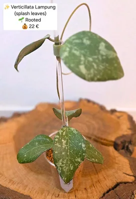Hoya verticillata Lampung (Splash), Steckling