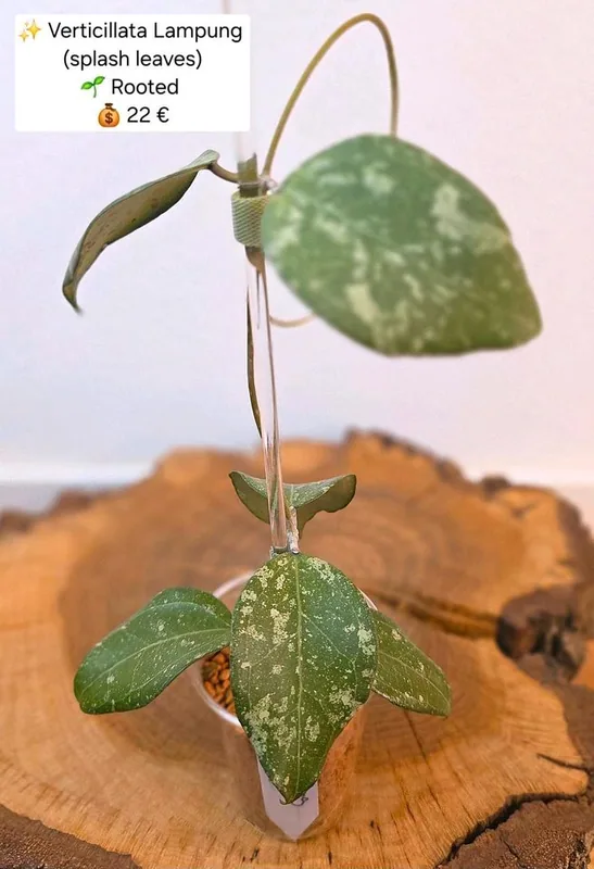 Hoya verticillata Lampung (Splash), Steckling