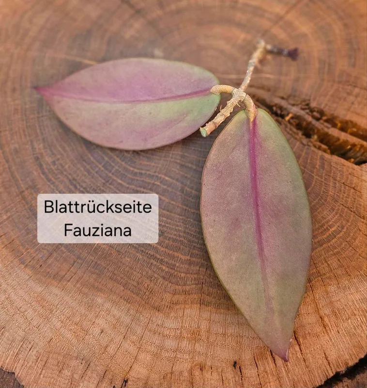 Hoya fauziana Mit Pedunkel, Bewurzelte Pflanze