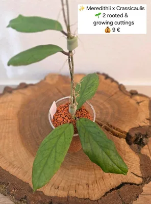 Hoya meredithii x Crassicaulis, Bewurzelte Pflanze