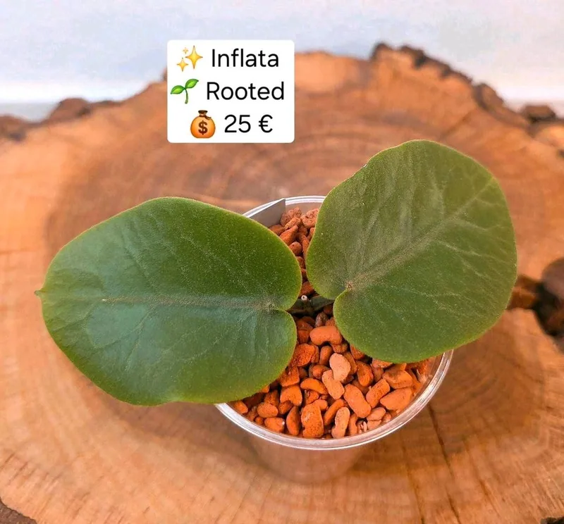 Hoya inflata, Bewurzelte Pflanze