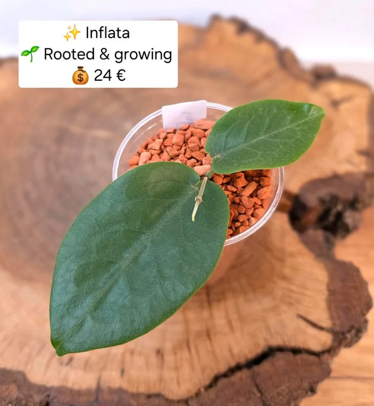 Hoya inflata, Bewurzelte Pflanze