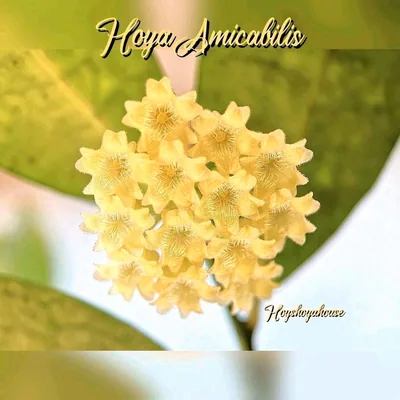 Hoya amicabilis (Splash), Bewurzelte Pflanze